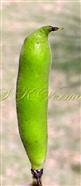  Legume